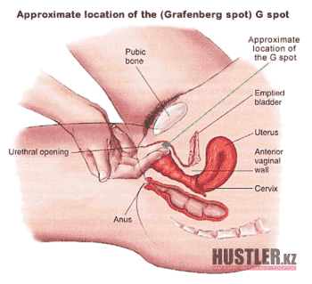 Анатомическое расположение точки G